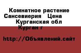 Комнатное растение Сансевиерия › Цена ­ 500 - Курганская обл., Курган г.  »    